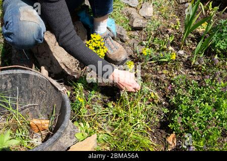 Ältere ältere ältere Frau hockt auf schrägen Garten Jäten Steingarten Pflanzen im Frühjahr Mai 2020 während Pandemie Aussperrung in Wales Großbritannien KATHY DEWITT Stockfoto