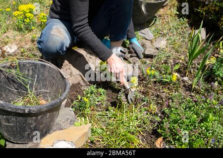 Ältere ältere Frau hockt auf geneigten Garten Jäten Steingartenpflanzen im Frühjahr Mai 2020 während der Covid 19 Coronavirus Pandemie UK KATHY DEWITT Stockfoto