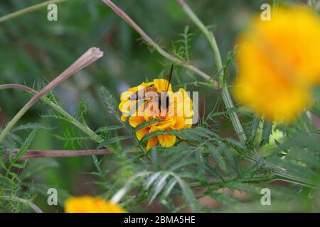 Schöne Bienensammlung Honig auf gelbe Blume Stockfoto