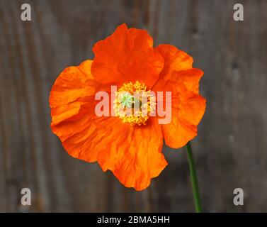 Eine Nahaufnahme der Blume eines Island Poppy, Papaver nudicaule, in einem englischen Gartenrand im Frühjahr. Stockfoto