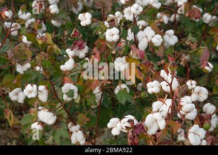 Baumwollfeld im Herbst, bereit für die Ernte Stockfoto