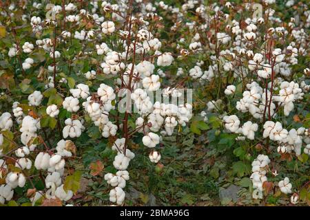 Baumwollfeld im Herbst, bereit für die Ernte Stockfoto