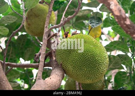 Nahaufnahme von frischen Jackfruchten auf dem Baum Stockfoto