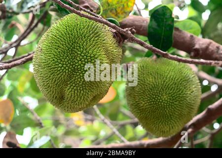 Nahaufnahme von frischen Jackfruchten auf dem Baum Stockfoto