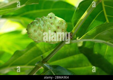 Nahaufnahme der Noni-Frucht auf dem Baum Stockfoto