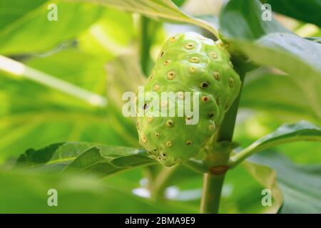 Nahaufnahme der Noni-Frucht auf dem Baum Stockfoto