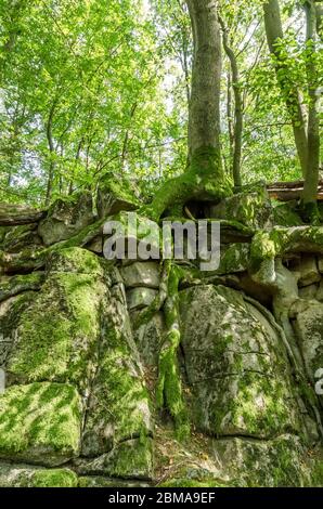 Basaltkrater Blauer Stein, Basaltkrater Felsformationen in einem Wald im Westerwald in Rheinland-Pfalz, Deutschland, Westeuropa Stockfoto