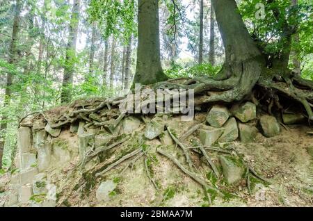 Basaltkrater Blauer Stein, Basaltkrater Felsformationen in einem Wald im Westerwald in Rheinland-Pfalz, Deutschland, Westeuropa Stockfoto