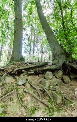 Basaltkrater Blauer Stein, Basaltkrater Felsformationen in einem Wald im Westerwald in Rheinland-Pfalz, Deutschland, Westeuropa Stockfoto