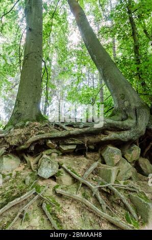 Basaltkrater Blauer Stein, Basaltkrater Felsformationen in einem Wald im Westerwald in Rheinland-Pfalz, Deutschland, Westeuropa Stockfoto