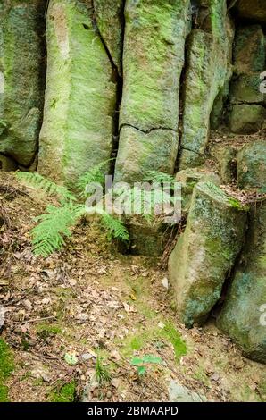 Basaltkrater Blauer Stein, Basaltkrater Felsformationen in einem Wald im Westerwald in Rheinland-Pfalz, Deutschland, Westeuropa Stockfoto