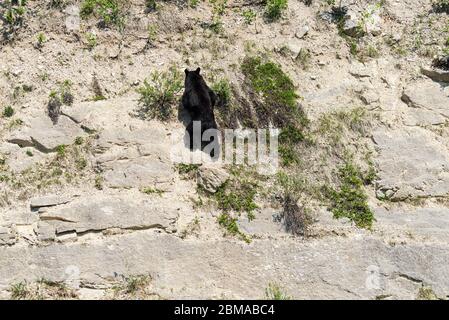 Wilde Tiere im Jasper National Park, Alberta, Kanada Stockfoto