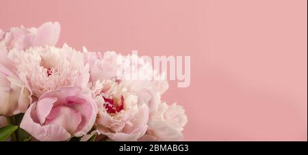 Blumenstrauß von Pfingstrosen in Blüte auf rosa Hintergrund Stockfoto