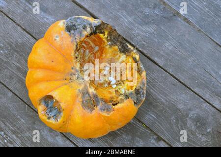Fauler Kürbis auf einer Holzfläche. Verdorbene Kürbisse sind ungesund Stockfoto