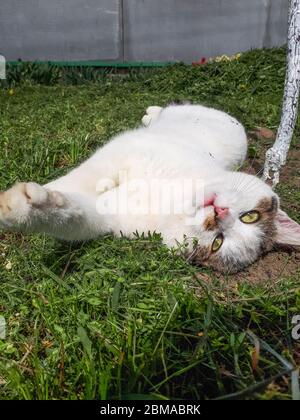 Weiße Katze mit gestreiftem Schwanz. Hauskatze Stockfoto