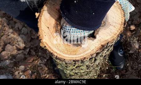 Stumpf mit leerem Kern. Legen Sie Ihre Hand in die Vertiefung des Stumpfes. Stockfoto