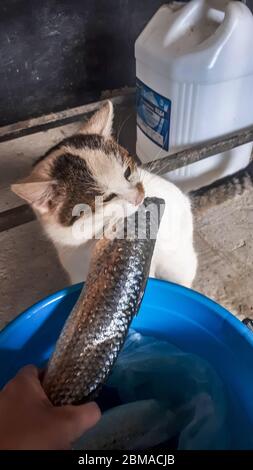 Die Katze isst Fisch aus einem Eimer. Fischfang für Katze. Stockfoto
