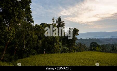 Blick auf Reisfelder und Plantagen am Morgen Stockfoto