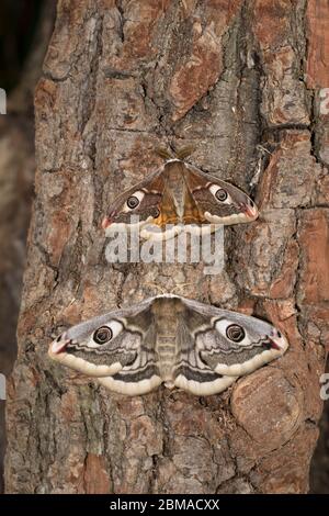 Kleines Nachtpfauenauge - Männchen + Weibchen, Saturnia pavonia, kleine Kaiserfalter - Männchen + Weibchen Stockfoto