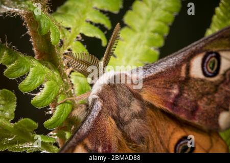 Kleines Nachtpfauenauge - Mennchen, Saturnia pavonia, kleine Kaiserfalter - männlich Stockfoto