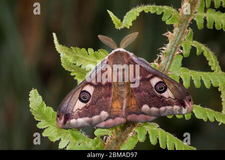 Kleines Nachtpfauenauge - Mennchen, Saturnia pavonia, kleine Kaiserfalter - männlich Stockfoto