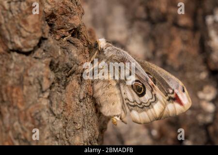 Kleines Nachtpfauenauge - Weibchen, Saturnia pavonia, kleine Kaiserfalter - weiblich Stockfoto