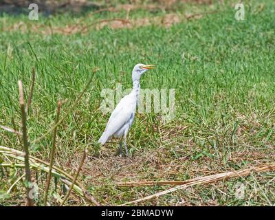 Rinderreiher bubulcus Ibis Wildvogel stand auf Gras in ländlicher Landschaft Landschaft Feld Wiese Stockfoto