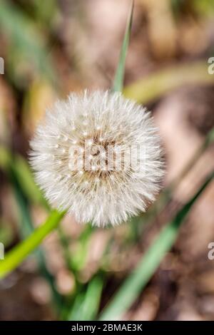 Nahaufnahme des Löwenzahn (taraxacum officinale) Samenkopfes in verschwommenem grünen Gras Hintergrund. Vertikales Foto. Stockfoto