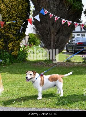 Littlehampton UK 8. Mai 2020 - dieser Hund trägt eine Union Jack Fliege zum Gedenken an den VE Day Jahrestag im Dorf Ferring bei Worthing während der Sperrbeschränkungen der Coronavirus COVID-19 Pandemie. Es ist 75 Jahre her, dass der Sieg in Europa über die Deutschen während des Zweiten Weltkriegs verkündet wurde : Credit Simon Dack / Alamy Live News Stockfoto