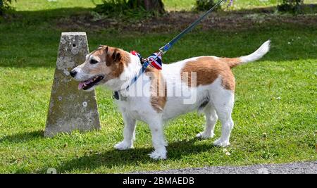 Littlehampton UK 8. Mai 2020 - dieser Hund trägt eine Union Jack Fliege zum Gedenken an den VE Day Jahrestag im Dorf Ferring bei Worthing während der Sperrbeschränkungen der Coronavirus COVID-19 Pandemie. Es ist 75 Jahre her, dass der Sieg in Europa über die Deutschen während des Zweiten Weltkriegs verkündet wurde : Credit Simon Dack / Alamy Live News Stockfoto