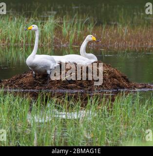 Singschwan (Cygnus cygnus), brütender Schwan am Nest, Norwegen, Nordland, Svenningdal Stockfoto