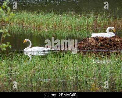 Singschwan (Cygnus cygnus), brütender Schwanenhund am Nest auf einem See, Seitenansicht, Norwegen, Nordland, Svenningdal Stockfoto