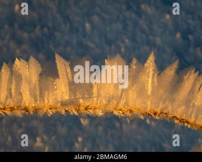 Schneekristalle auf Stängel, Norwegen, Troms Stockfoto