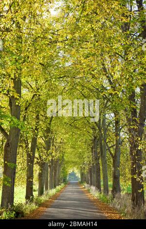 Alley im Herbst, Deutschland, Bayern Stockfoto