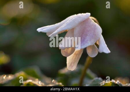 Anemone (Anemone nemorosa), vertrocknet, Deutschland, Nordrhein-Westfalen Stockfoto