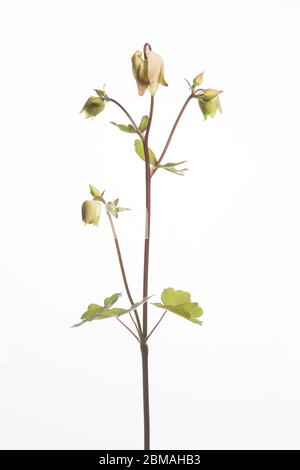 Aquilegia Blume in einem mobilen Studio vor einem hellen weißen Hintergrund aufgenommen Stockfoto