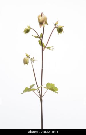 Aquilegia Blume in einem mobilen Studio vor einem hellen weißen Hintergrund aufgenommen Stockfoto