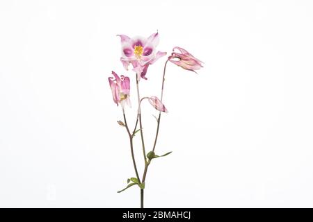 Aquilegia Blume in einem mobilen Studio vor einem hellen weißen Hintergrund aufgenommen Stockfoto