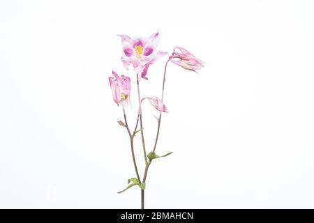 Aquilegia Blume in einem mobilen Studio vor einem hellen weißen Hintergrund aufgenommen Stockfoto