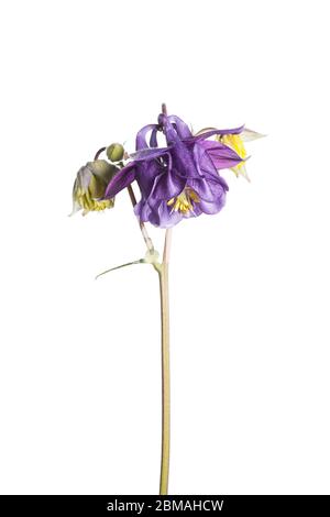 Aquilegia Blume in einem mobilen Studio vor einem hellen weißen Hintergrund aufgenommen Stockfoto