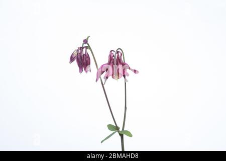 Aquilegia Blume in einem mobilen Studio vor einem hellen weißen Hintergrund aufgenommen Stockfoto