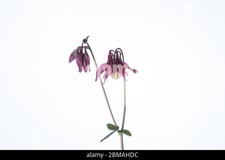 Aquilegia Blume in einem mobilen Studio vor einem hellen weißen Hintergrund aufgenommen Stockfoto