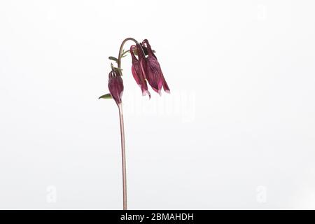 Aquilegia Blume in einem mobilen Studio vor einem hellen weißen Hintergrund aufgenommen Stockfoto