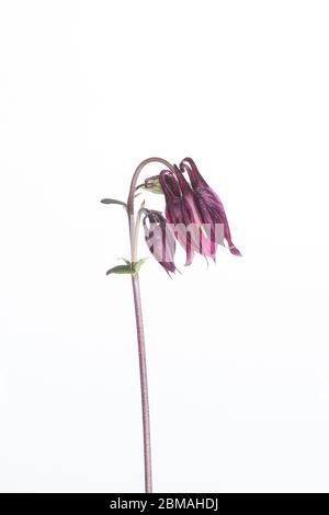 Aquilegia Blume in einem mobilen Studio vor einem hellen weißen Hintergrund aufgenommen Stockfoto