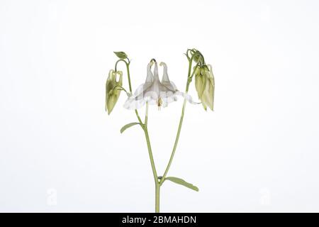 Aquilegia Blume in einem mobilen Studio vor einem hellen weißen Hintergrund aufgenommen Stockfoto