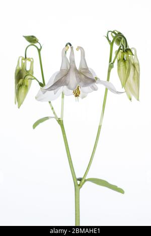 Aquilegia Blume in einem mobilen Studio vor einem hellen weißen Hintergrund aufgenommen Stockfoto