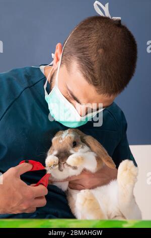 Tierarzt und Hasen Untersuchung eines Tieres in einer Tierarztpraxis Stockfoto