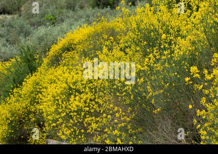 Frühlingsblüte des gelben spanischen Besen auf dem Hügel (Rhodos, Griechenland) Stockfoto