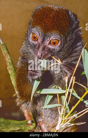 Weiblicher östlicher kleiner Bambus oder grauer sanfter Lemur (Hapalemur griseus griseus,) aus östlichem Madagaskar, der Bambus kaut. Gefährdete Arten. Stockfoto