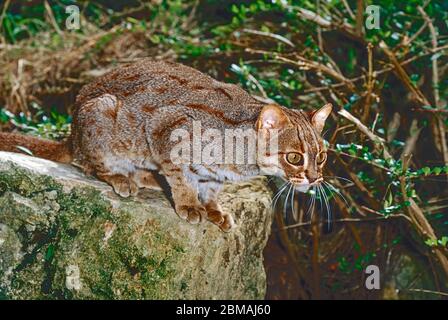 Rostige Katze (Prionailurus rubiginosus phillipsi.) Sri Lanka Rennen. Gefährdete Arten. Stockfoto